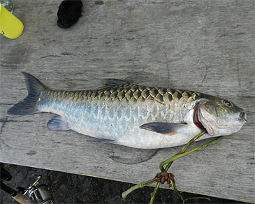 980_Keith Elliott_Copper Mahseer_Neolissochilus hexagonolepis.jpg